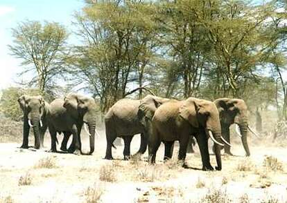 Afrikanische_Elefanten__Loxodonta_africana_.jpg